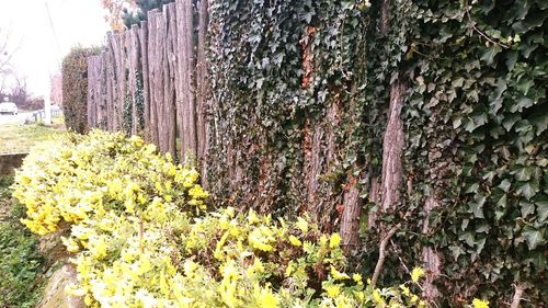 Flowers growing on tree