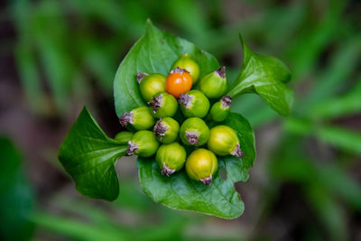 Close-up of tomatoes growing on plant