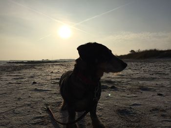 Dog on beach against sky during sunset