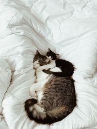 High angle view of cat resting on bed