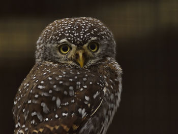 Close-up of owl