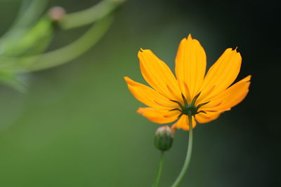 Close-up of yellow flower