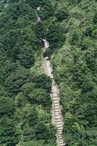 High angle view of trail amidst trees in forest