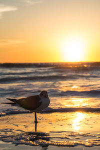 Bird perching on beach against sky during sunset
