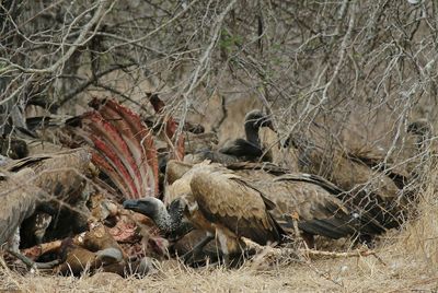 Close-up of birds in nest