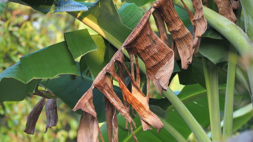 Low angle view of leaves on tree