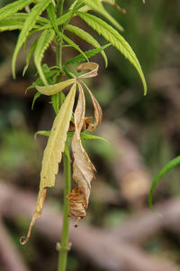 Close-up of wilted plant leaves