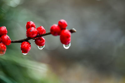 Close-up of wet red berries growing on tree