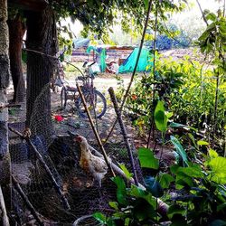 Cat looking at camera