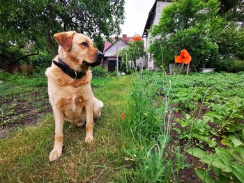 Dog on field