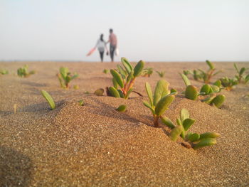 Plants at beach with couple in background