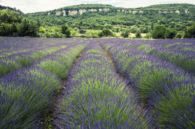 Scenic view of green landscape