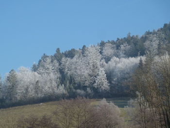 Trees on field against clear sky