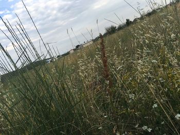 Plants growing on field by sea against sky