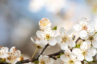 Close-up of white cherry blossoms