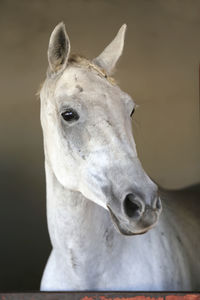 Close-up portrait of a horse