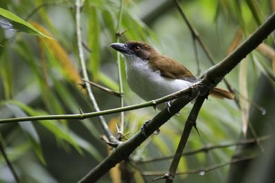 Close-up of bird perching on a branch