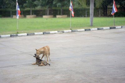 Dog standing on footpath