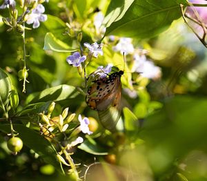 Close-up of butterfly pollinating on flower