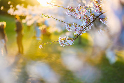 Close-up of cherry blossom against sky