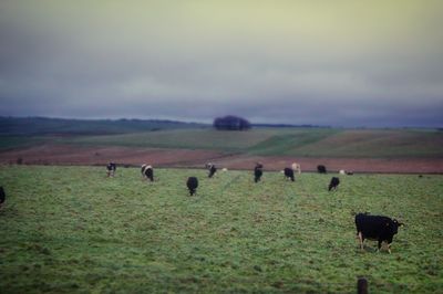 Sheep grazing on grassy field