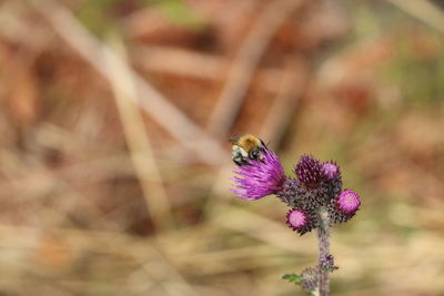 Close-up of bee pollinating on purple flower