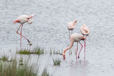 Birds in calm water