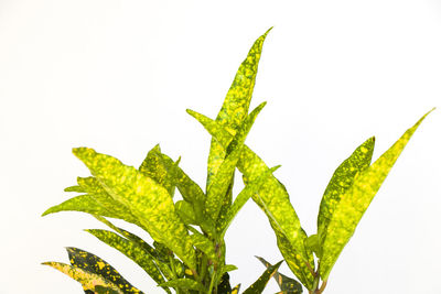 Close-up of green leaves against white background