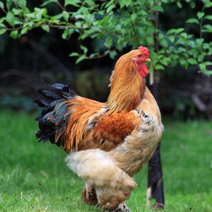 Close-up of rooster on field