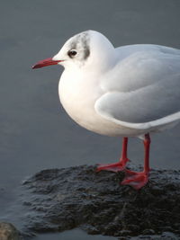 Close-up of seagull perching on a water