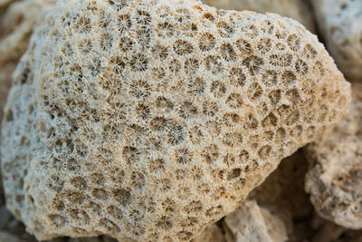 Close-up of lizard