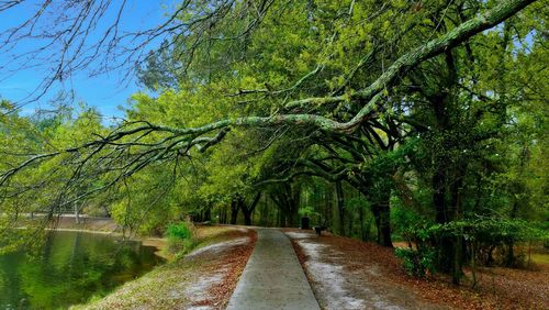 Pathway along trees