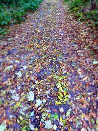 Autumn leaves on tree trunk