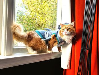 Cat lying on window sill at home