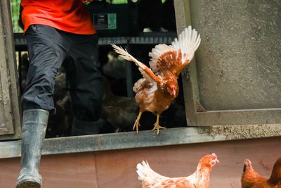 Low section of worker with hens at farm