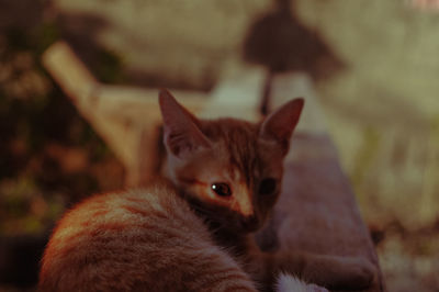 Close-up portrait of a kitten