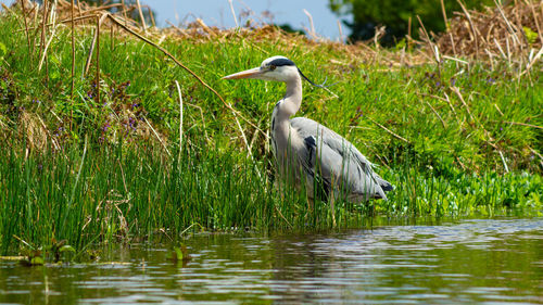 Bird in a lake