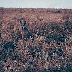 View of kangaroo on field