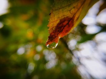 Close-up of raindrops on leaf