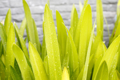 Close-up of wet plants