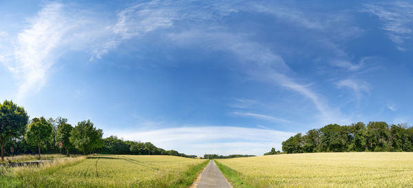 A narrow, road between two grain fields, framed by green trees under a blue, thinly clouded sky 