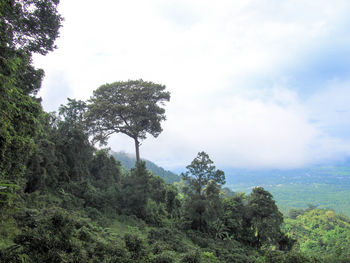 Trees in forest against sky