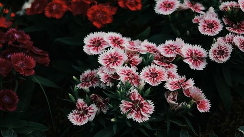 Close-up of flowering plants