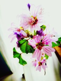 Close-up of pink flowering plant