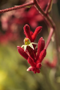 Close-up of red flower