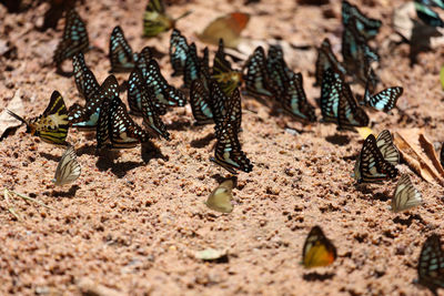 Close-up of caterpillar on sand