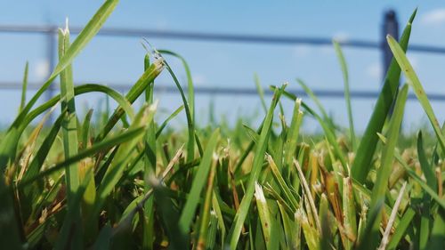 Close-up of plants growing on field against sky
