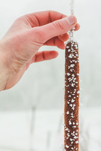 Close up holding cattail head covered with snowflakes concept photo