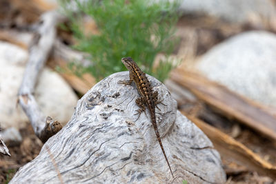 Close up view of a western fence lizard in los angeles