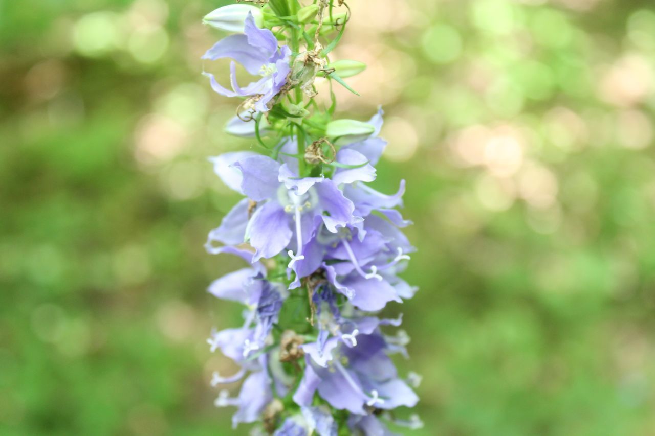 CLOSE-UP OF PURPLE FLOWER